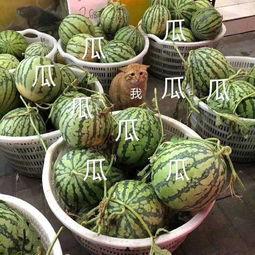 娱乐吃的瓜,明星们的“吃瓜”日常