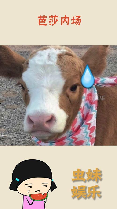 娱乐吃瓜酱猫叫