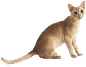 娱乐吃瓜酱猫叫