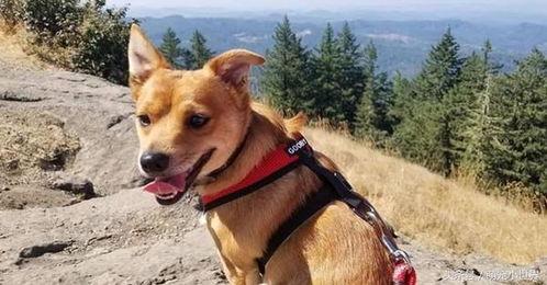 娱乐吃瓜酱小黄狗