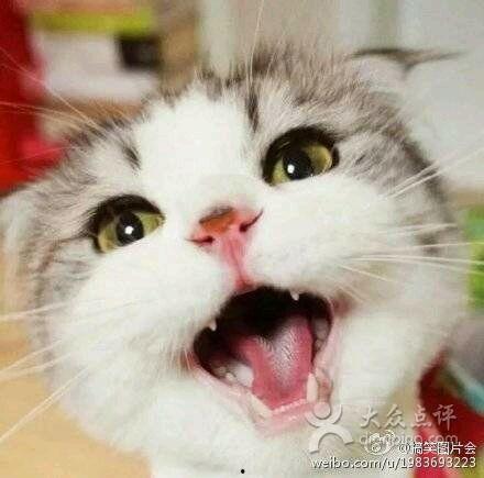 娱乐吃瓜君猫猫子,揭秘娱乐圈那些不为人知的幕后故事